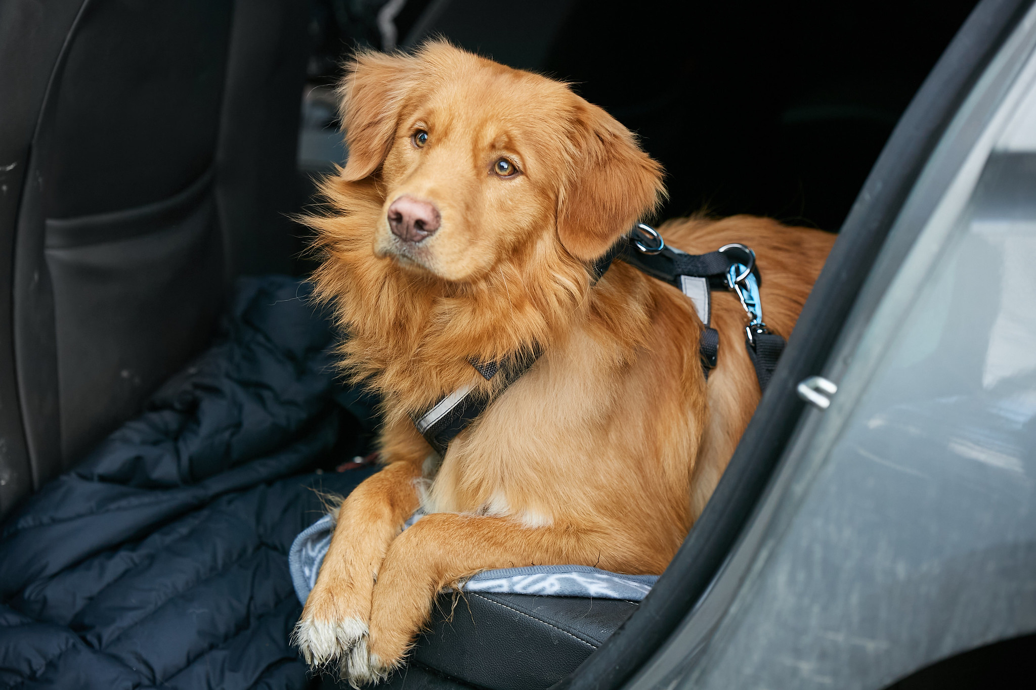 Quick Animal Certificates UK Made Simple by Vet Home Certs
