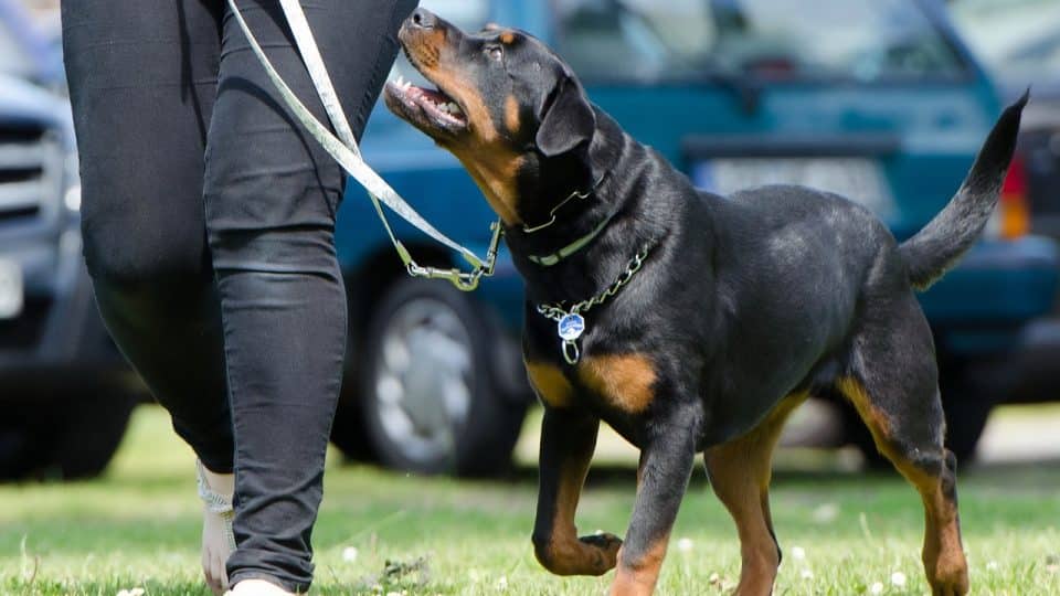 Car Behavior Dog Training Phoenix: Safe Driving Dogs