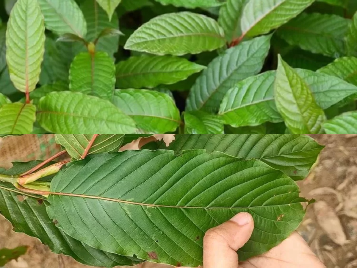 Kratom Tea Shop Chiang Mai – Where Herbal Culture Thrives