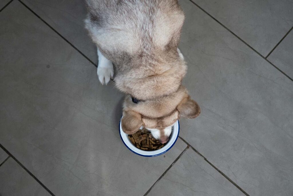 Badlands Ranch Dog Food: Air-Dried Superfood Nutrition for Dogs