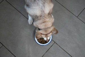 sundays-for-dogs-16-1024x683