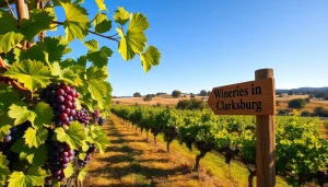 Visit wineries in Clarksburg with vibrant grapevines and a welcoming rustic sign.
